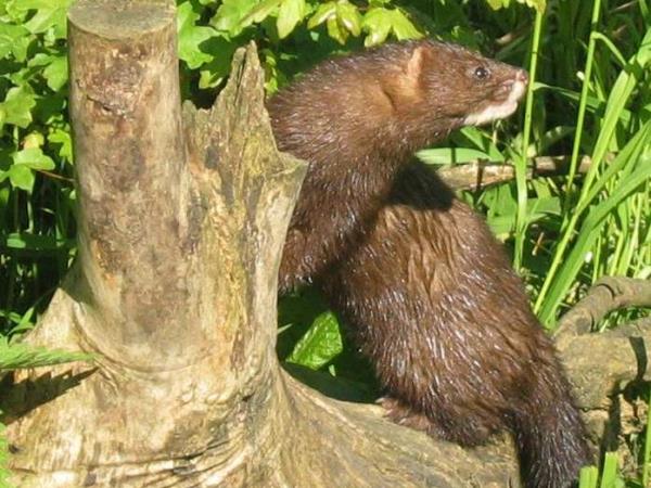 European mink watching vacation in Romania