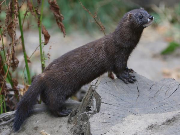 European mink watching vacation in Romania