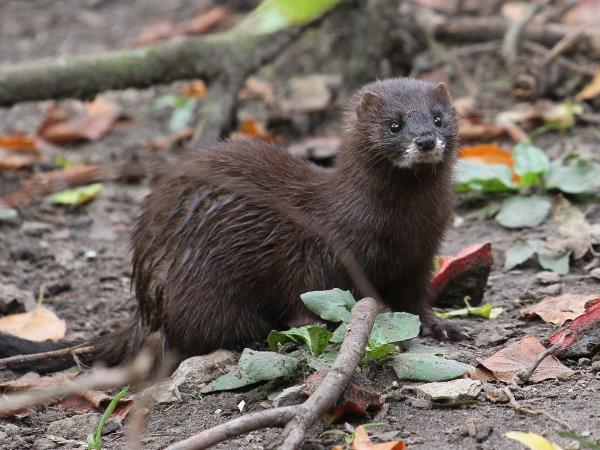 European mink watching vacation in Romania