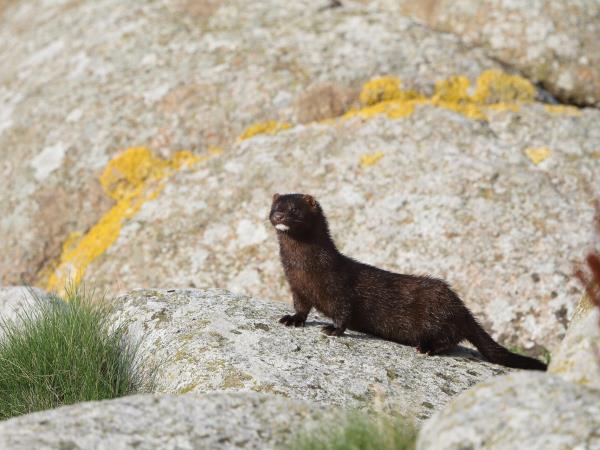 European mink watching vacation in Romania