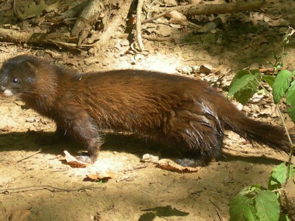 European mink watching vacation in Romania