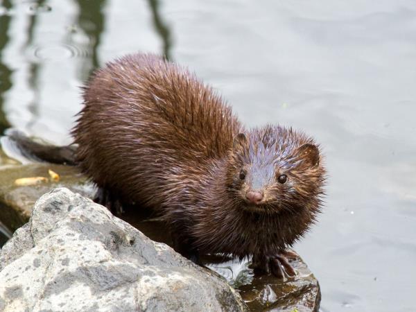 European mink watching vacation in Romania