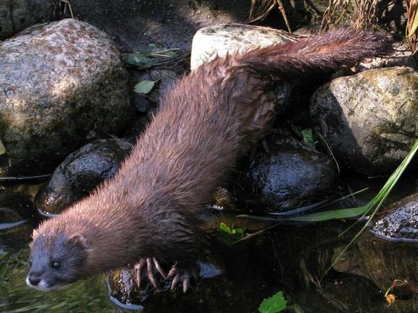 European mink watching vacation in Romania