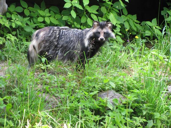 European mink watching vacation in Romania