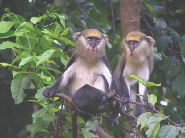 Eco cultural tour of Ghana