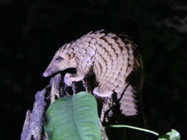 Pangolins and mammals of Ghana vacation