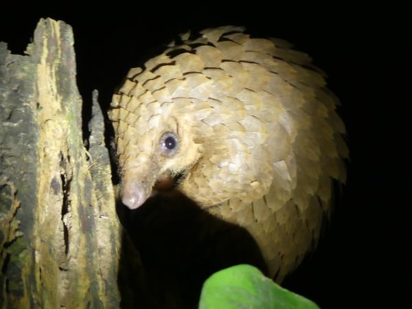Pangolins and mammals of Ghana vacation