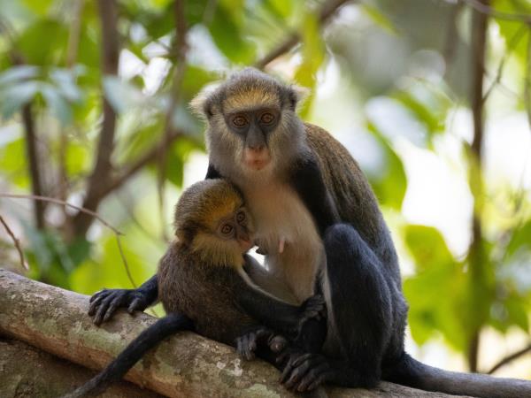 Pangolins and mammals of Ghana vacation