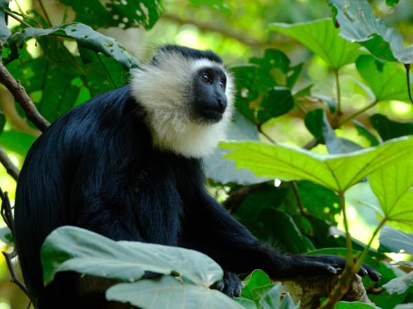 Pangolins and mammals of Ghana vacation
