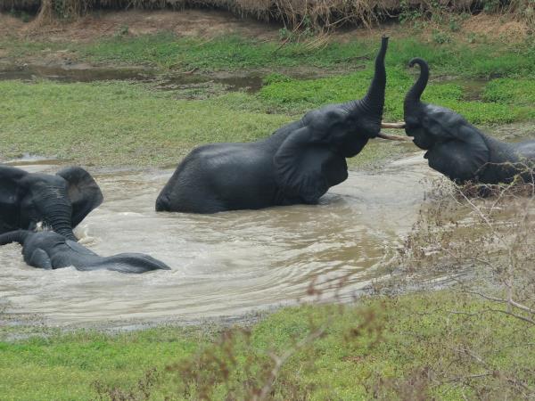 Pangolins and mammals of Ghana vacation