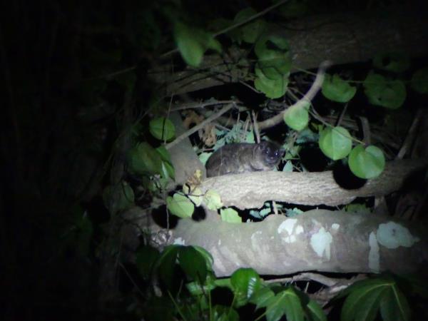 Pangolins and mammals of Ghana vacation