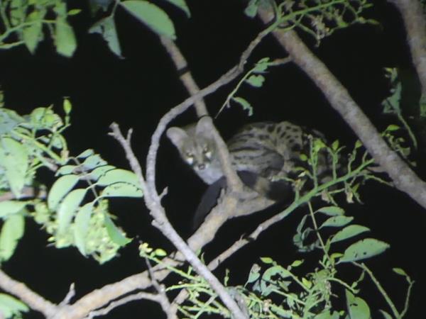 Pangolins and mammals of Ghana vacation