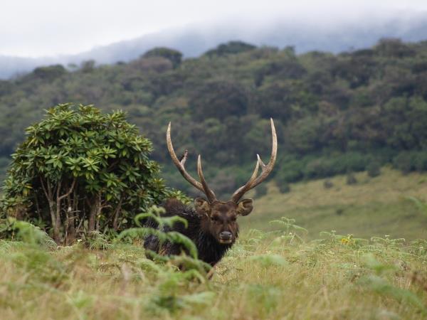 Sri Lanka leopards and wildlife vacation