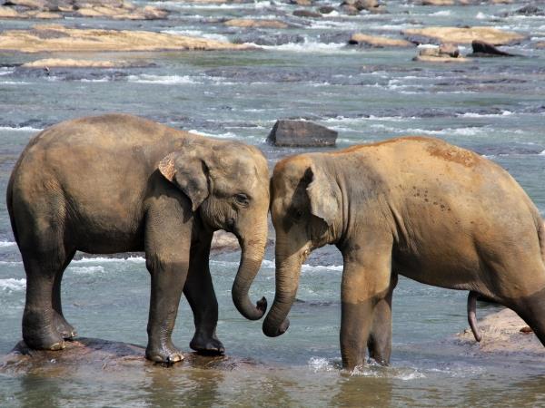 Sri Lanka leopards and wildlife vacation