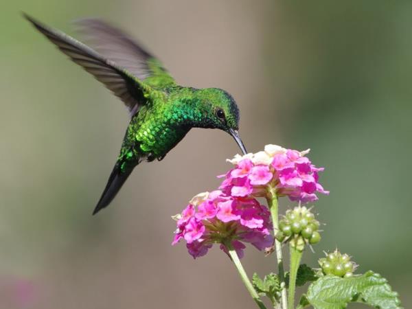 Panama Canal and Costa Rica vacation