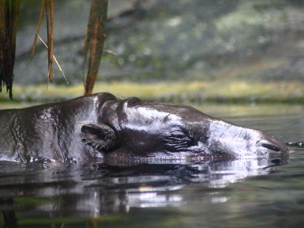 Ivory Coast Pygmy Hippo expedition