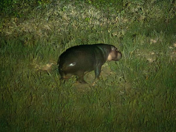 Ivory Coast Pygmy Hippo expedition