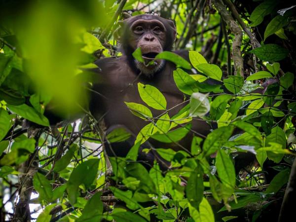 Ivory Coast Pygmy Hippo expedition