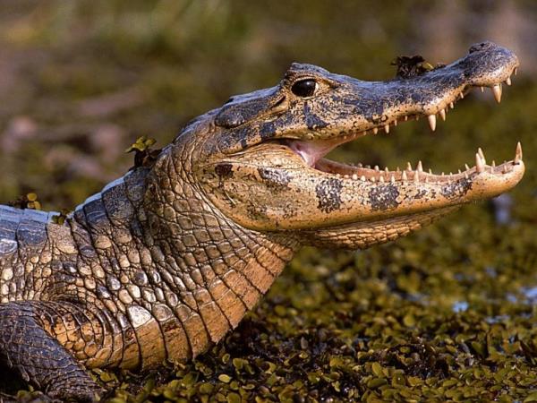 Natural Brazil wildlife vacation, tailor made