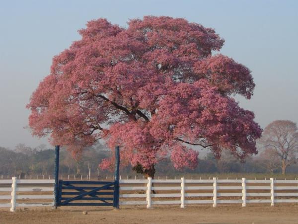 Natural Brazil wildlife vacation, tailor made