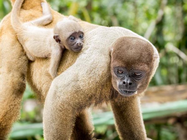 Natural Brazil wildlife vacation, tailor made