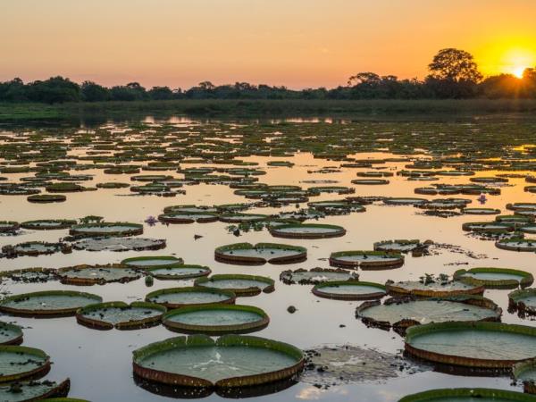 Natural Brazil wildlife vacation, tailor made