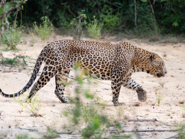 Mammals of Sri Lanka vacation