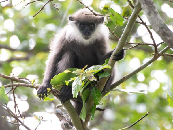 Mammals of Sri Lanka vacation