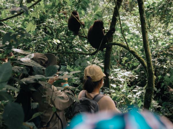 Tailor made gorilla and chimp tracking safari, Uganda