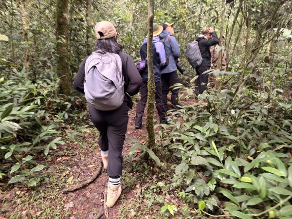 Tailor made gorilla and chimp tracking safari, Uganda