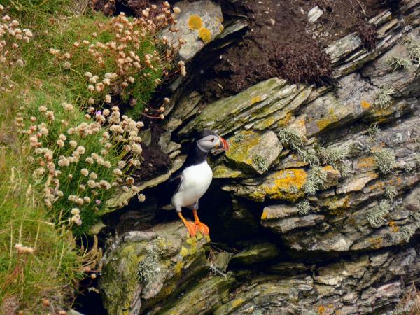 Orkney & Shetland islands hiking vacation