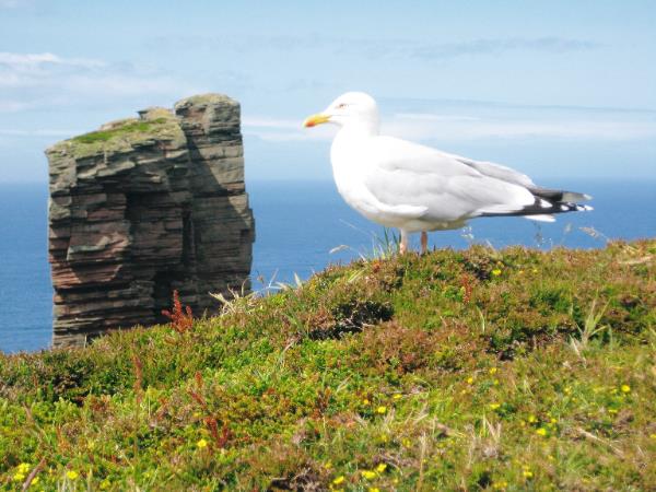 Orkney & Shetland islands hiking vacation
