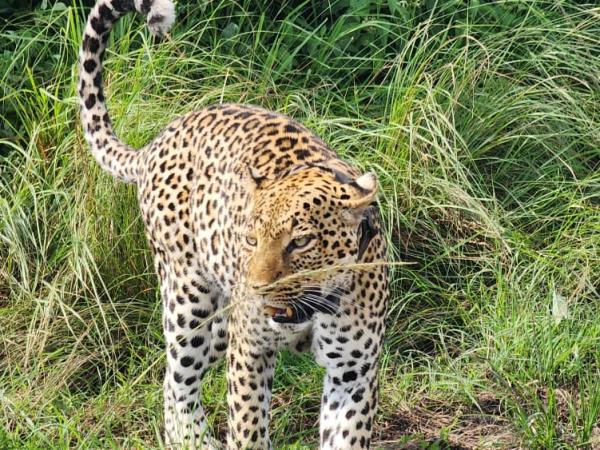 Uganda family safari vacation, all inclusive