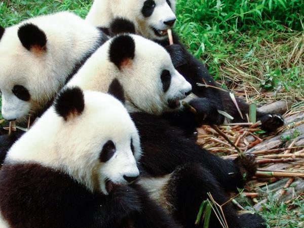 China overland vacation, Tibetan Plateau & pandas