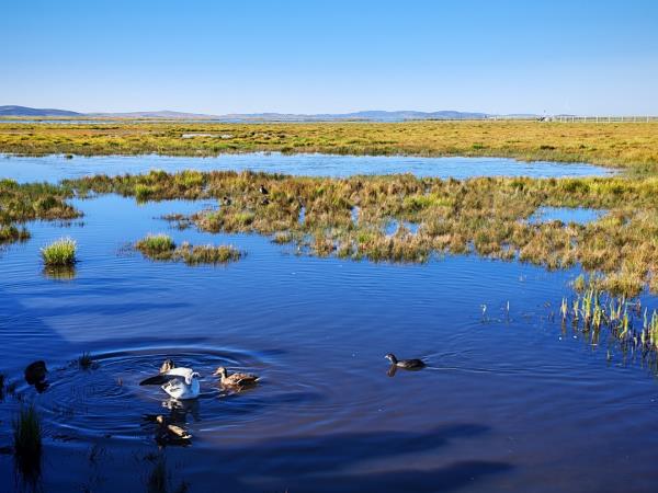 China overland vacation, Tibetan Plateau & pandas