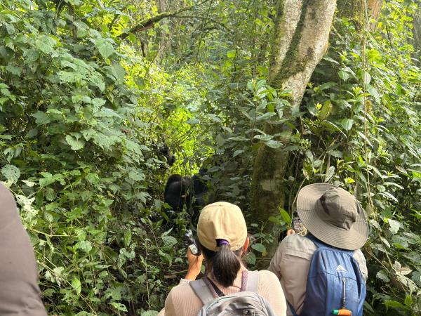 Gorilla and game safari in Uganda 
