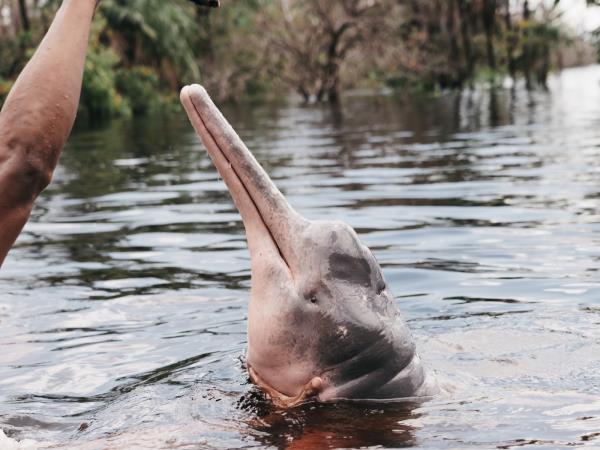 Amazon River 8 day cruise, high water season