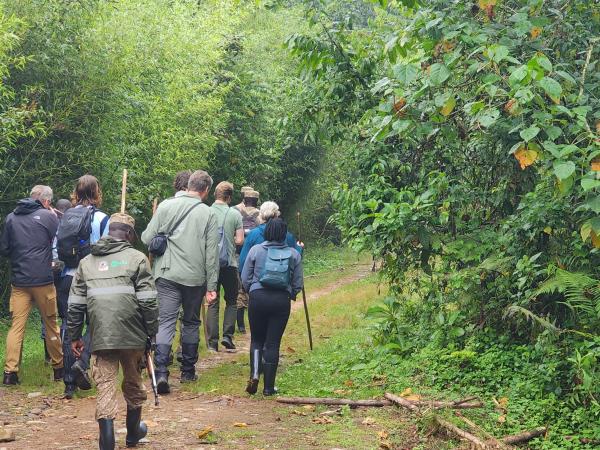 Luxury gorilla fly in safari, Uganda