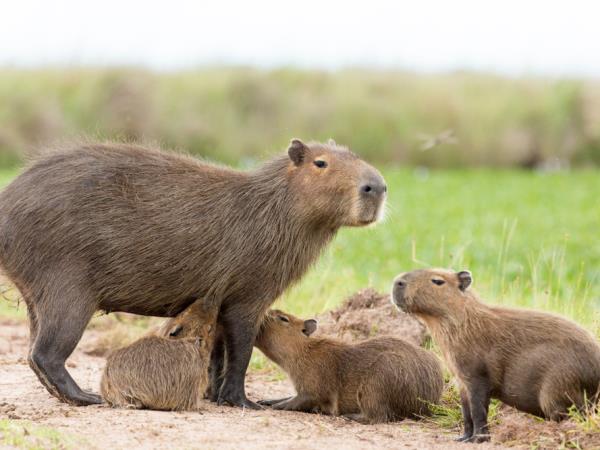 Argentina wildlife tour