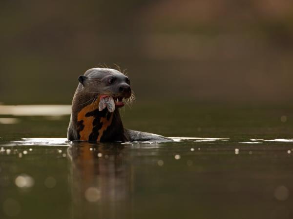 Argentina wildlife tour