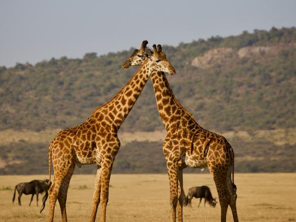 Tanzania and Zanzibar luxury tailor made tour