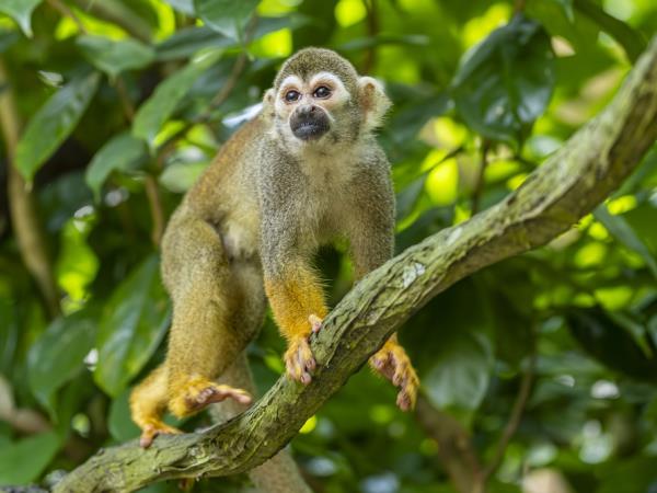 Rio and Amazon adventure vacation, Brazil
