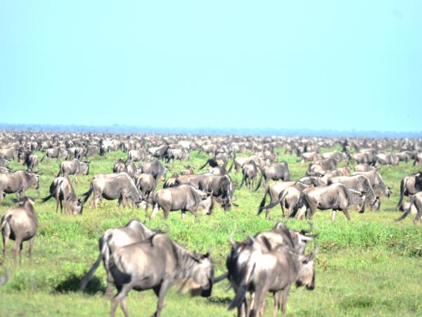 Tanzania green season guided safari vacation