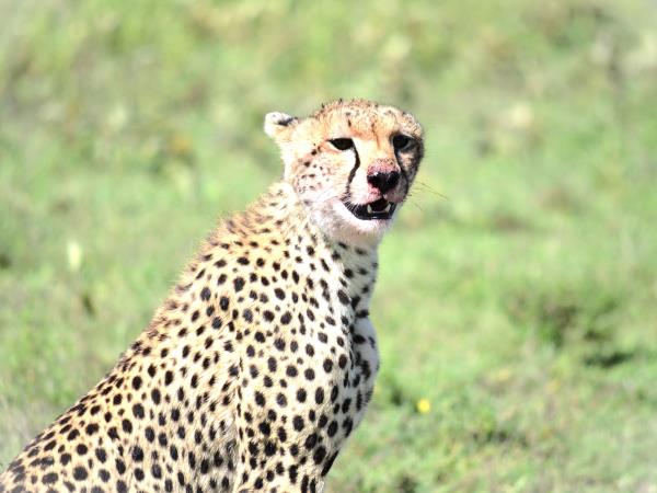 Tanzania green season guided safari vacation