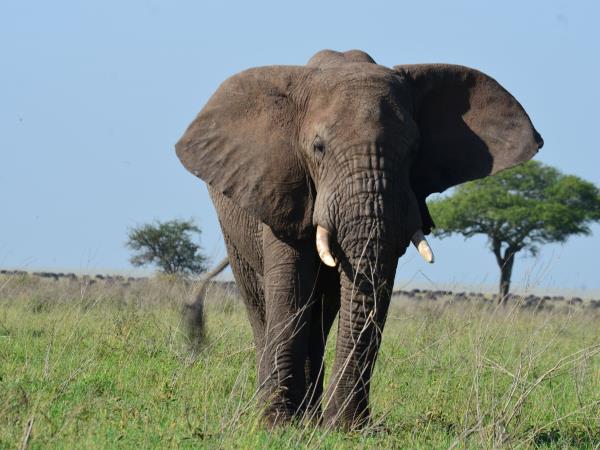 Tanzania green season guided safari vacation
