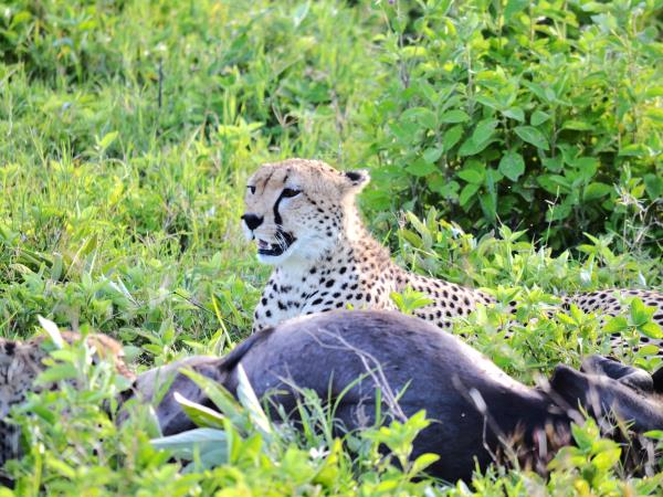 Tanzania green season guided safari vacation