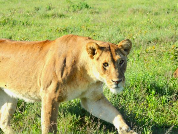 Tanzania green season guided safari vacation