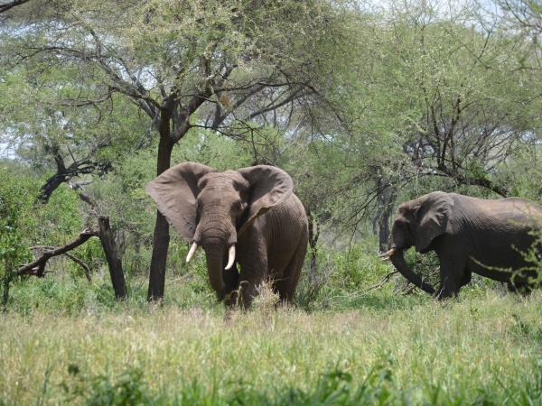 Tanzania green season guided safari vacation