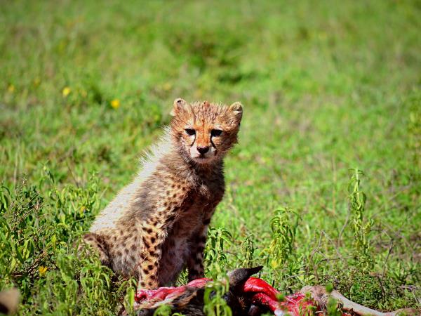 Tanzania green season guided safari vacation