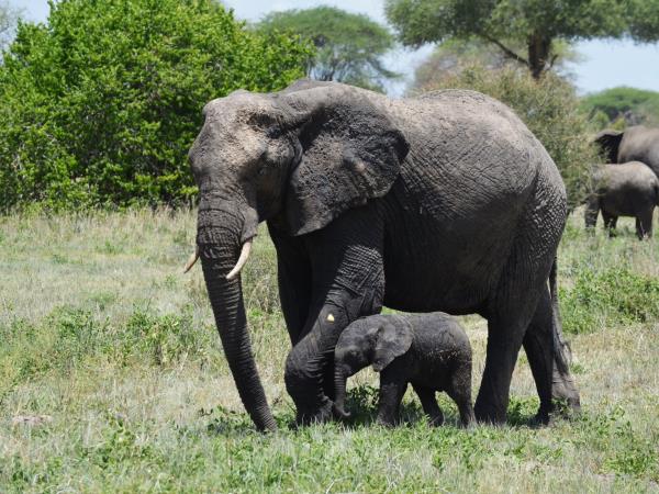 Tanzania green season guided safari vacation